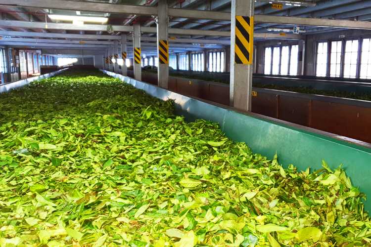 Fotografia fabryki herbaty zrobiona podczas podróży na Sri Lanke. Autorstwa Ani Wilanowskiej
