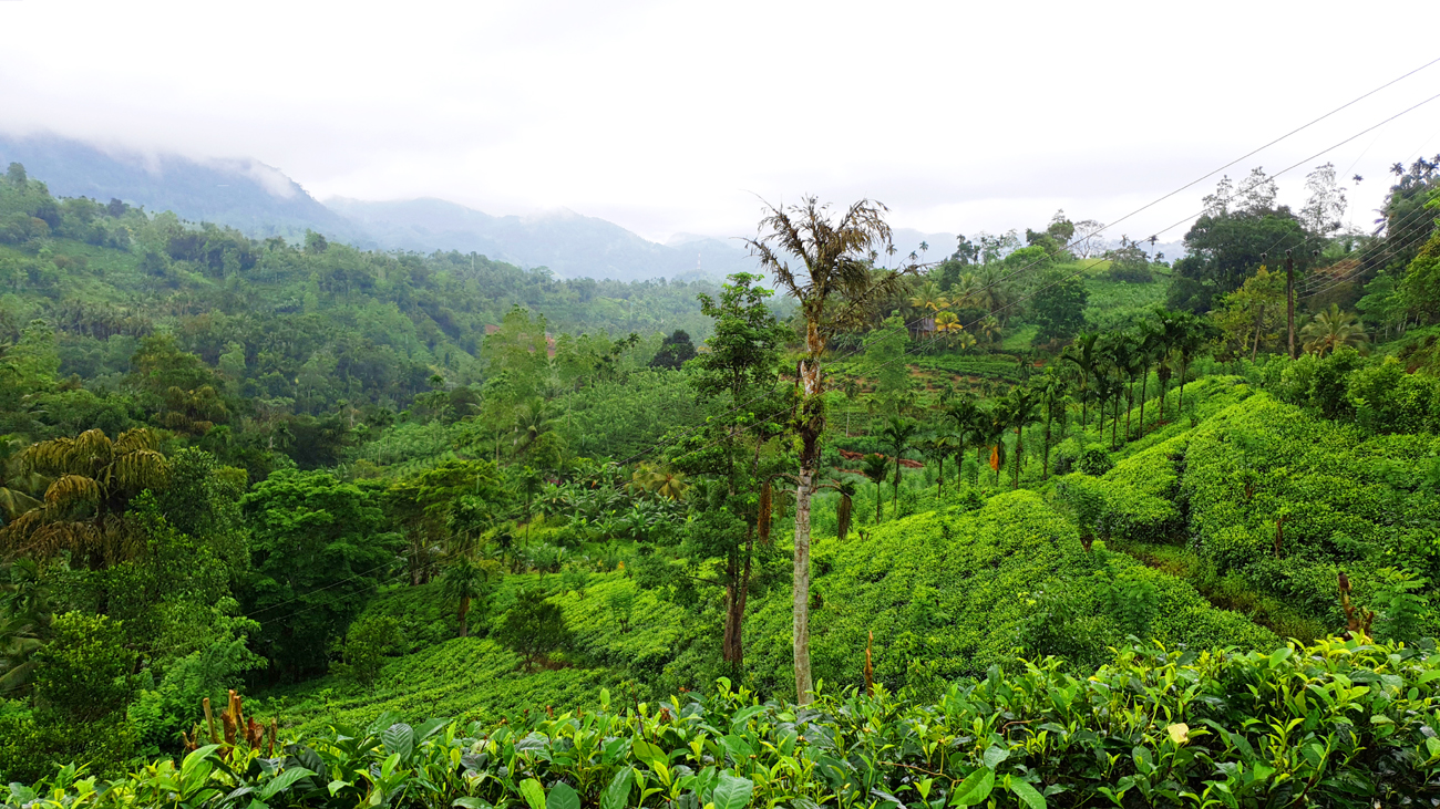 Fotografia Sinharaja Forest zrobiona podczas podróży na Sri Lanke. Autorstwa Ani Wilanowskiej