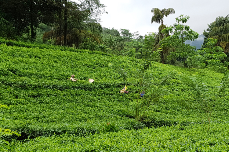 Fotografia fabryki herbaty zrobiona podczas podróży na Sri Lanke. Autorstwa Ani Wilanowskiej