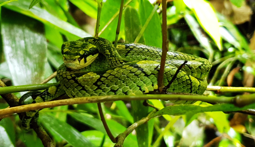 Fotografia węża w Sinharaja Forest zrobiona podczas podróży na Sri Lanke. Autorstwa Ani Wilanowskiej