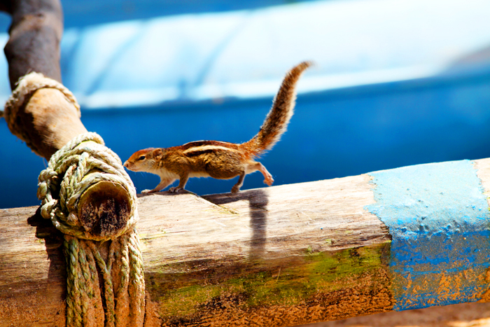 Fotografia wiewiórki w Hikkaduwie zrobiona podczas podróży na Sri Lanke. Autorstwa Ani Wilanowskiej