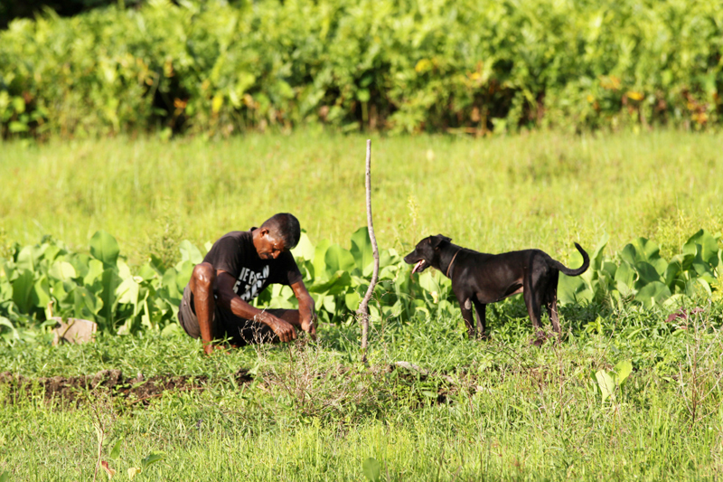 Fotografia rolnika na polu ryżu zrobiona w Hikkaduwie podczas podróży na Sri Lanke. Autorstwa Ani Wilanowskiej