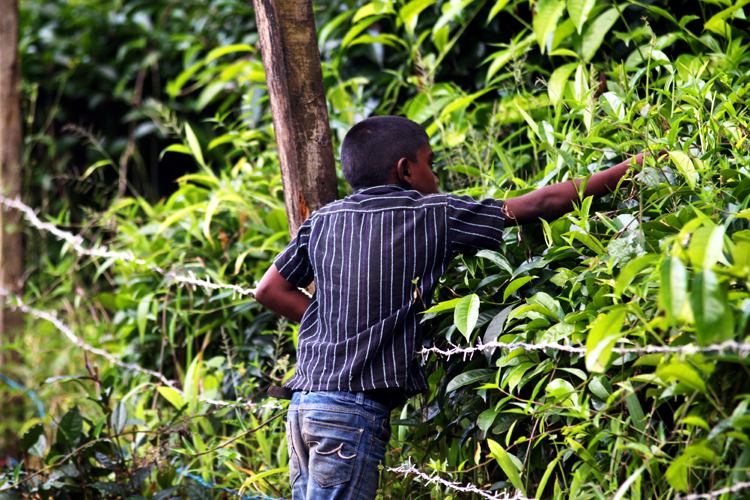 Fotografia chłopca zrywającego liście herbaty w fabryce herbaty zrobiona podczas podróży na Sri Lanke. Autorstwa Ani Wilanowskiej