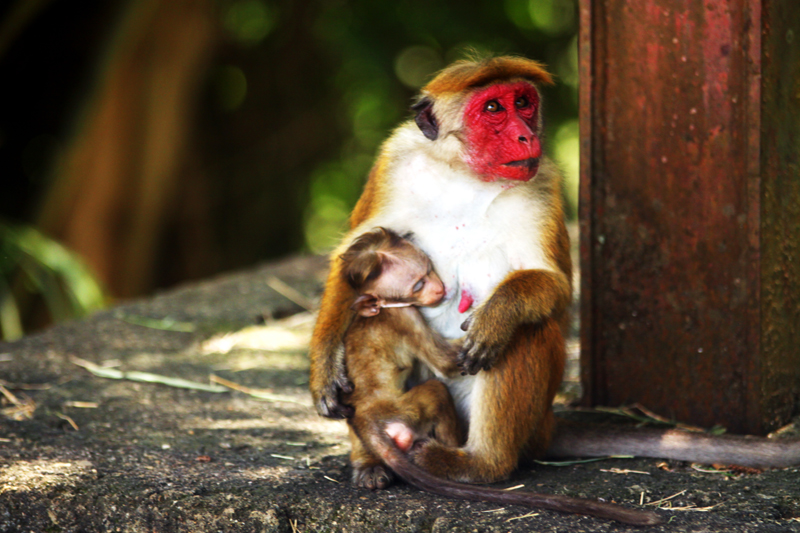 Fotografia małp zrobiona podczas podróży na Sri Lanke. Autorstwa Ani Wilanowskiej