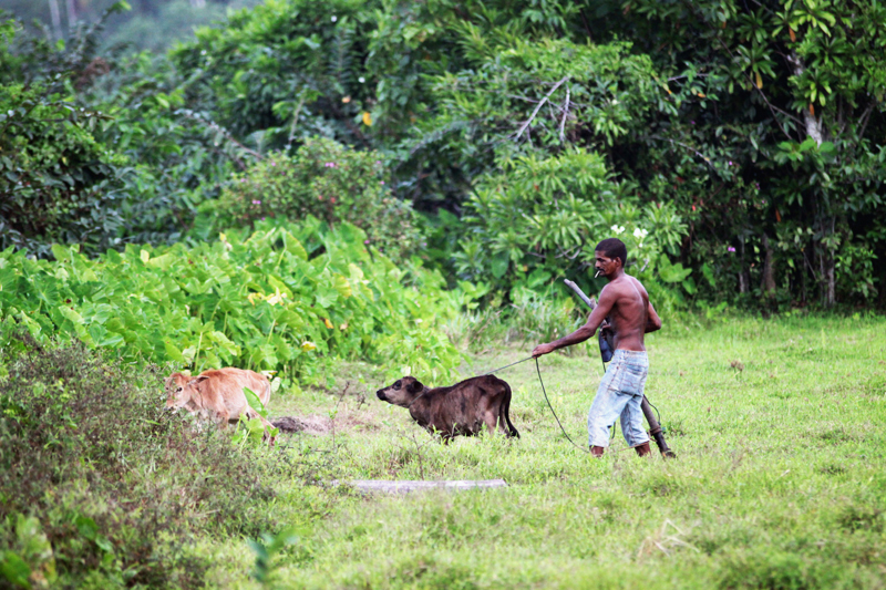 Fotografia rolnika zrobiona w Hikkaduwie podczas podróży na Sri Lanke. Autorstwa Ani Wilanowskiej