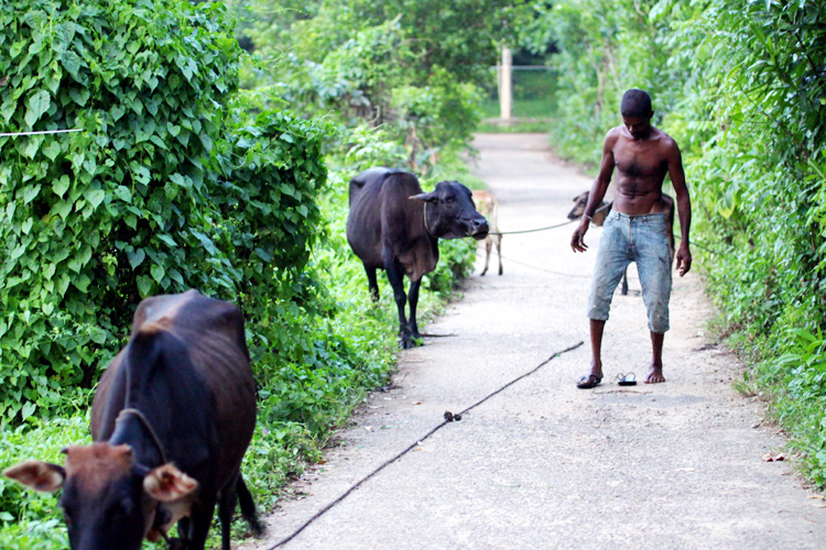 Fotografia rolnika zrobiona w Hikkaduwie podczas podróży na Sri Lanke. Autorstwa Ani Wilanowskiej