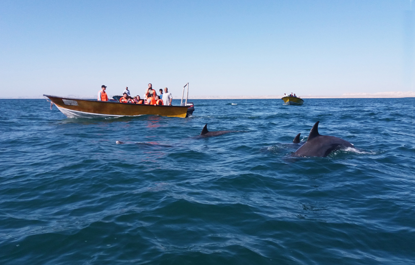 Fotografia delfinów w wodzie zrobiona na wyspie Quesh podczas podróży do Iranu. Autorstwa Ani Wilanowskiej.