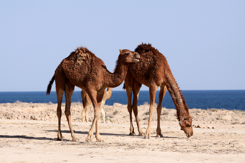 Fotografia wielbłądów zrobiona na plaży na wyspie Quesh podczas podróży do Iranu. Autorstwa Ani Wilanowskiej.