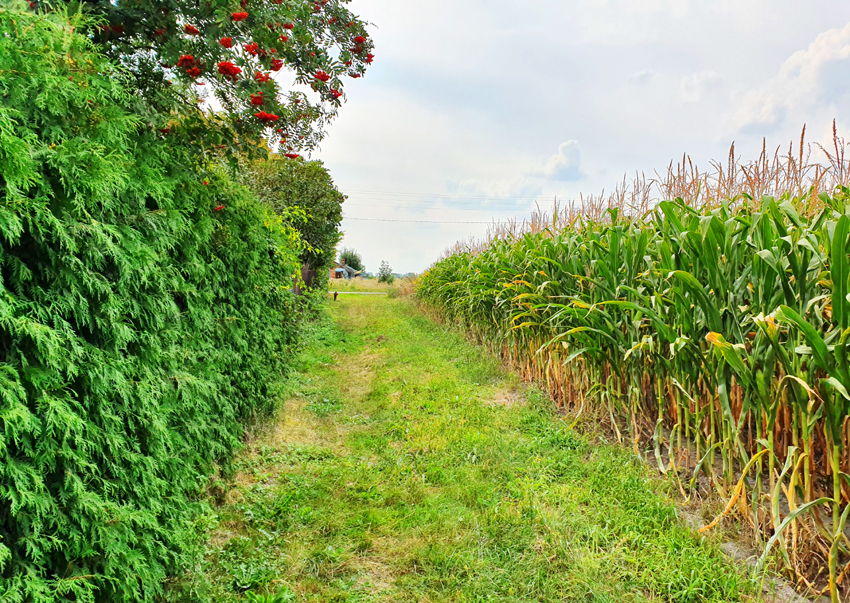 Fotografia drogi wiejskiej obok kukurydzy autorstwa Ani Wilanowskiej