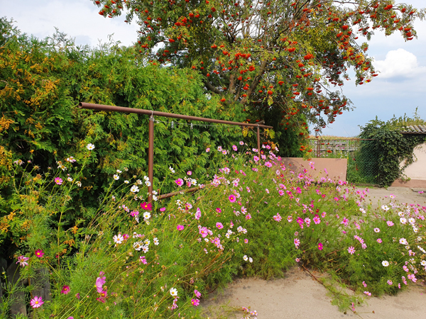 Fotografia podwórka z kwiatami autorstwa Ani Wilanowskiej