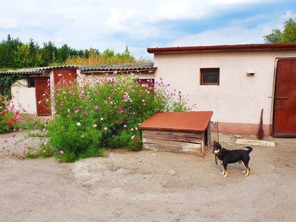 Fotografia budy z psem na wiejskim podwórku z kwiatami autorstwa Ani Wilanowskiej