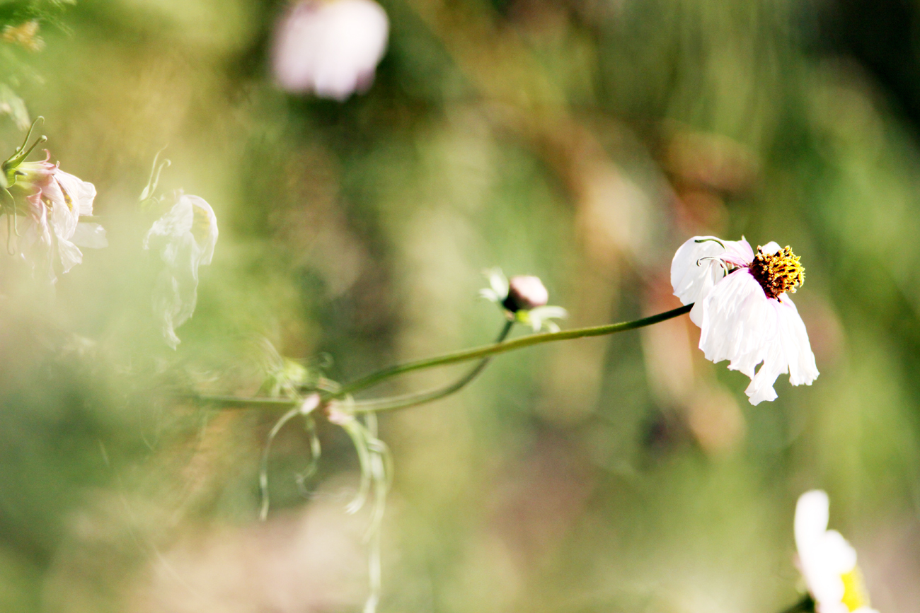 Fotografia kwiatów zrobiona na wsi autorstwa Ani Wilanowskiej.