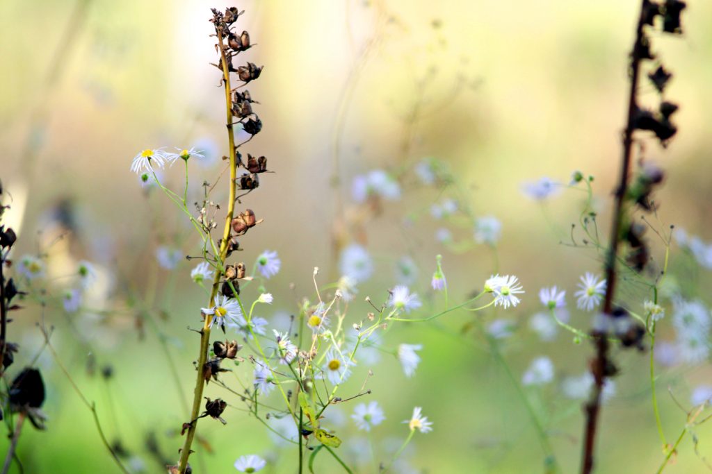 Fotografia kwiatów zrobiona na wsi autorstwa Ani Wilanowskiej.
