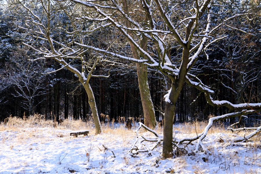 Fotografia Puszczy Kampinoskiej zimą autorstwa Ani Wilanowskiej. 