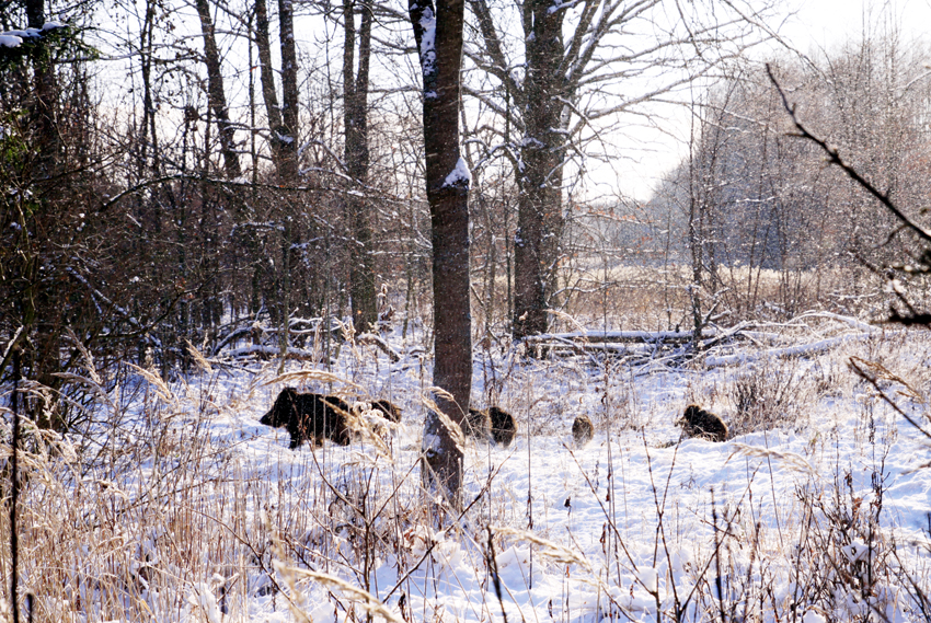 Fotografia dzików w Puszczy Kampinoskiej zimą autorstwa Ani Wilanowskiej. 