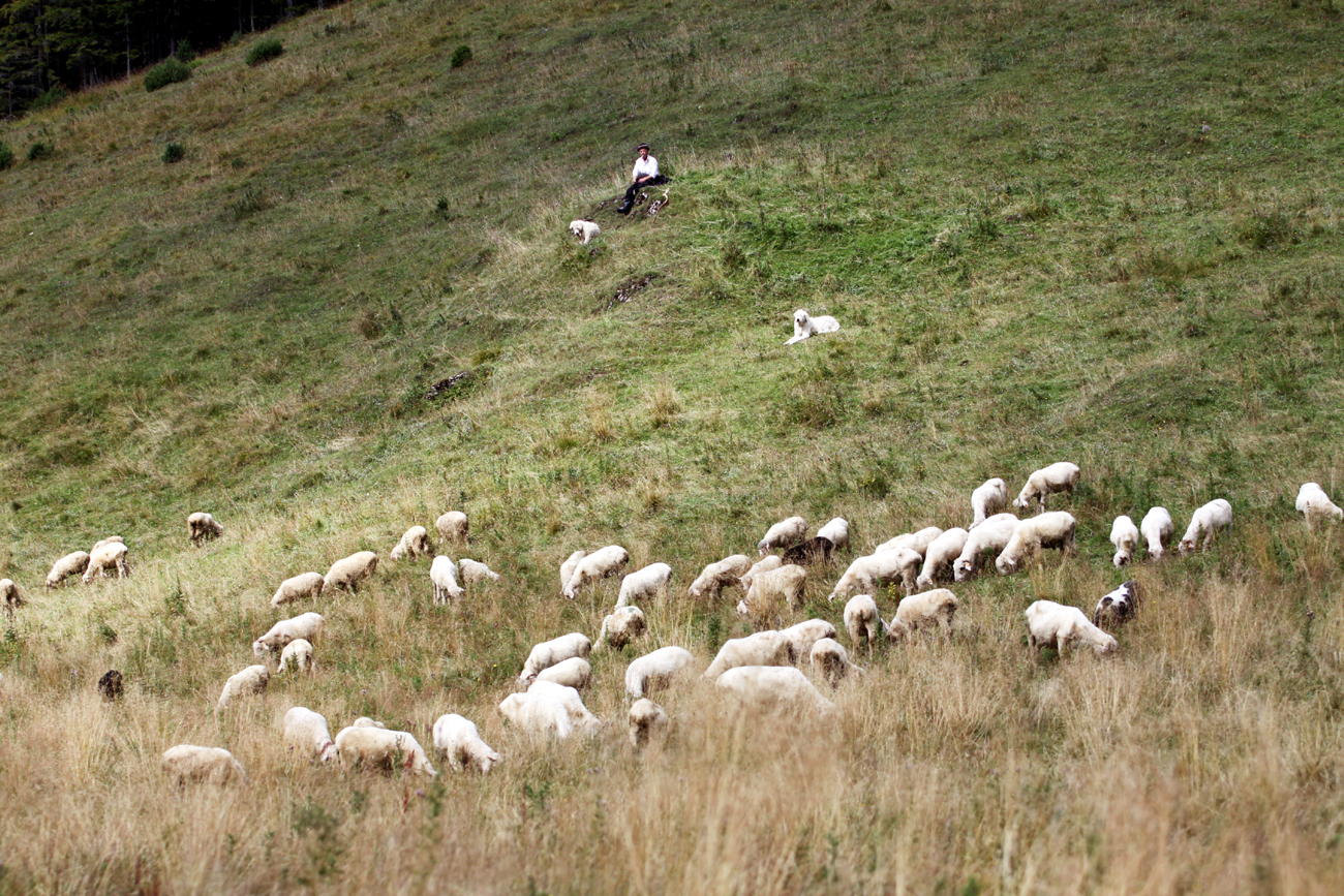 Fotografia górala pasącego owce wykonana w Zakopanym autorstwa Ani Wilanowskiej. 