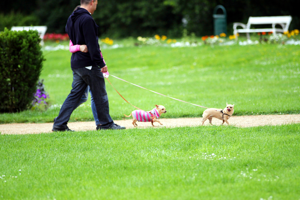Fotografia 2 psów w parku autorstwa Ani Wilanowskiej. 