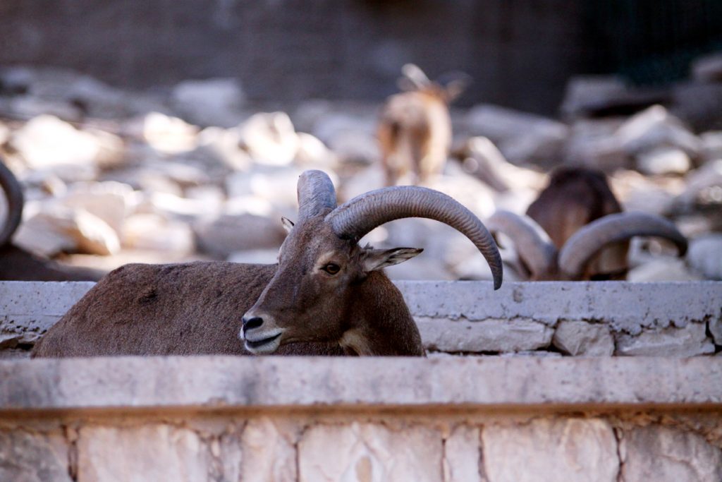 Fotografia zwierząt wykonana w Tunezji autorstwa Ani Wilanowskiej. 