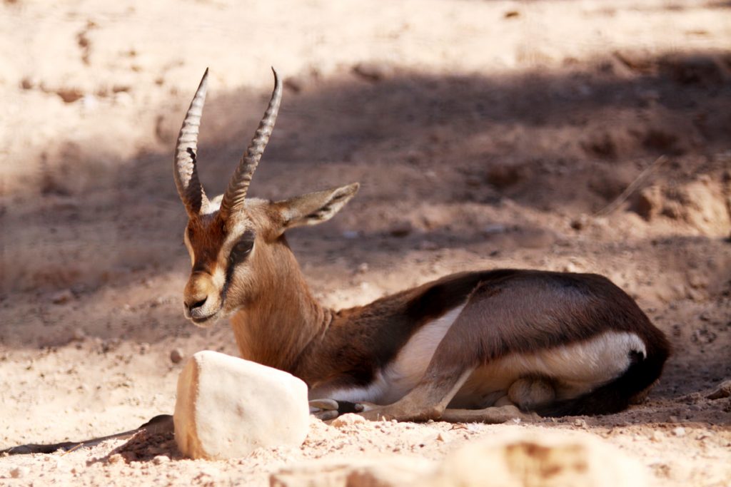 Fotografia gazeli wykonana w Tunezji autorstwa Ani Wilanowskiej. 