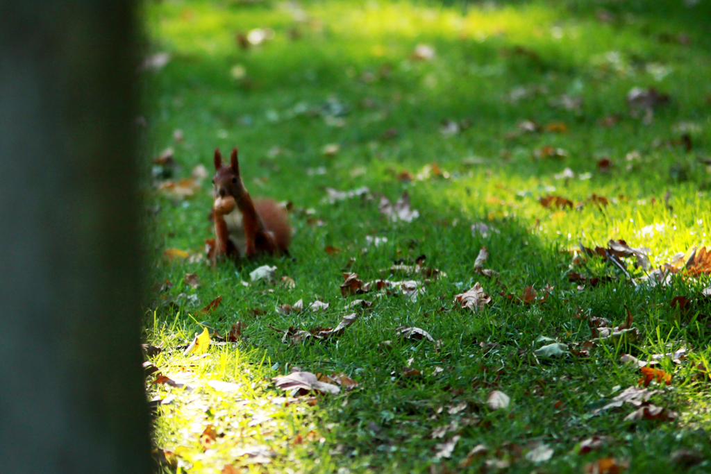 Fotografia wiewiórki na trawie wykonana w parku w Łazienkach w Warszawie autorstwa Ani Wilanowskiej.