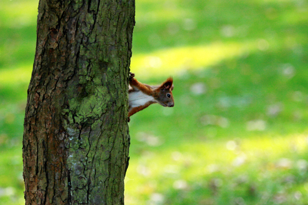 Fotografia wiewiórki na drzewie wykonana w parku w Łazienkach w Warszawie autorstwa Ani Wilanowskiej. 