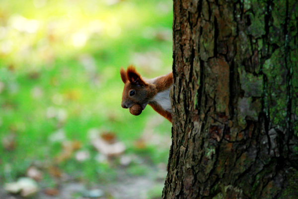 Fotografia wiewiórki na drzewie wykonana w parku w Łazienkach w Warszawie autorstwa Ani Wilanowskiej.