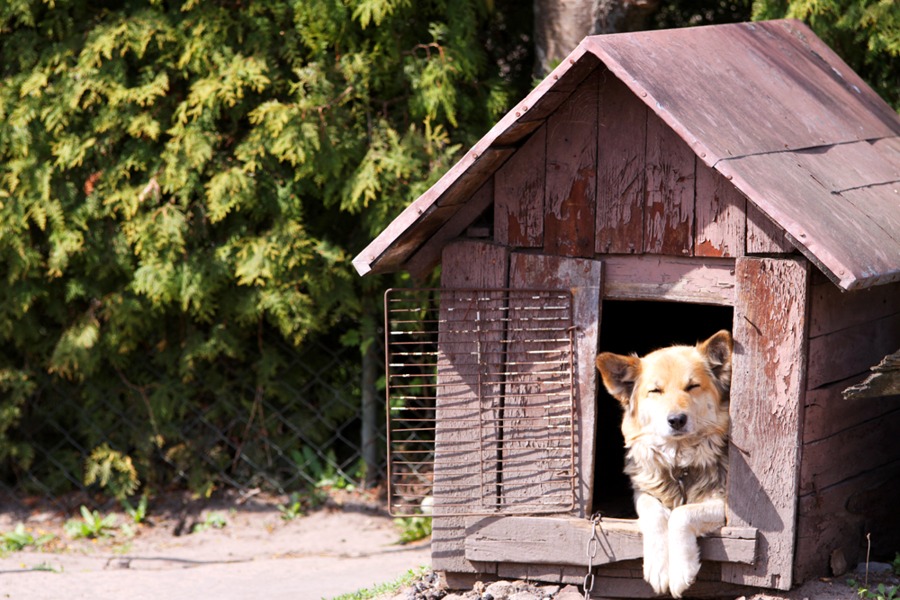 Fotografia psa w budzie wykonana na wsi autorstwa Ani Wilanowskiej. 