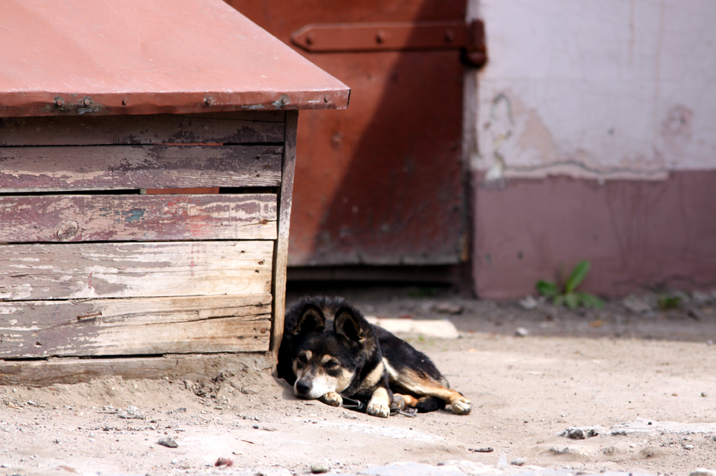 Fotografia psa wykonana na wsi autorstwa Ani Wilanowskiej. 