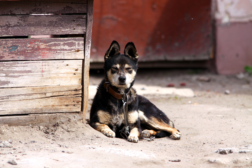 Fotografia psa wykonana na wsi autorstwa Ani Wilanowskiej. 