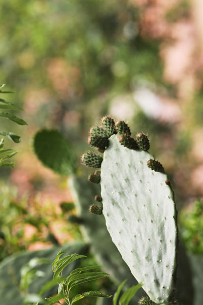 Fotografia liścia kaktusa autorstwa Ani Wilanowskiej. 