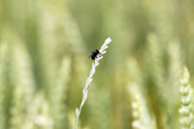 Fotografia robaka na zbożu wykonana na wsi autorstwa Ani Wilanowskiej. 