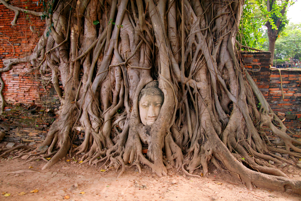 Fotografia drzewa zrobiona podczas podróży do Tajlandii. Autorstwa Ani Wilanowskiej.