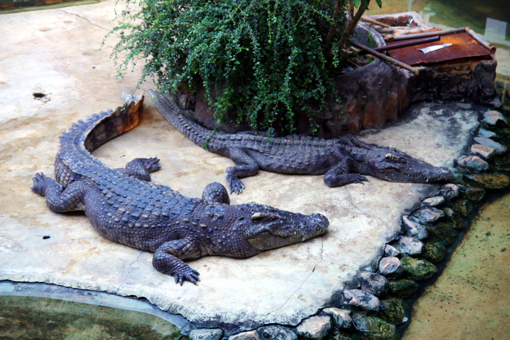 Fotografia krokodyli zrobiona podczas podróży do Tajlandii. Autorstwa Ani Wilanowskiej.