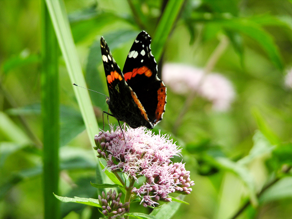 Fotografia motyla na kwiatku autorstwa Ani Wilanowskiej. 