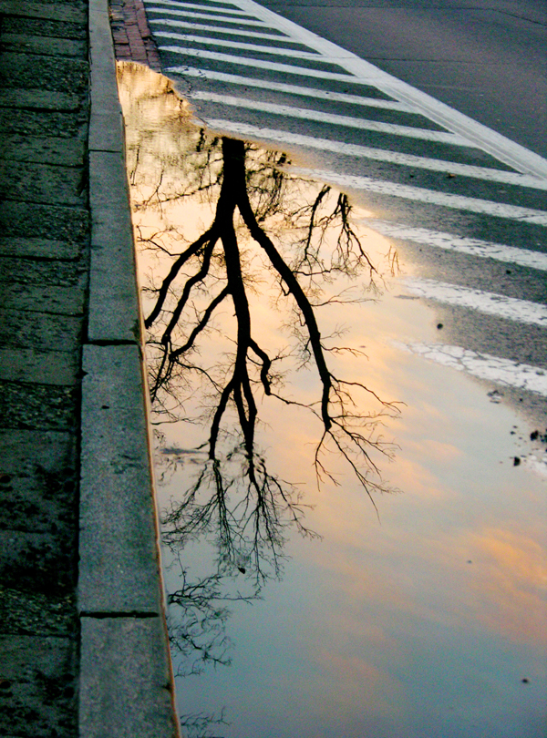 Fotografia odbicia drzewa o zachodzie słońca w kałuży wykonana w Warszawie autorstwa Ani Wilanowskiej. 