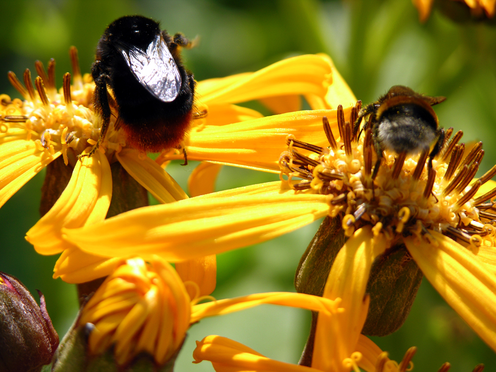 Fotografia pszczół na kwiatku autorstwa Ani Wilanowskiej. 