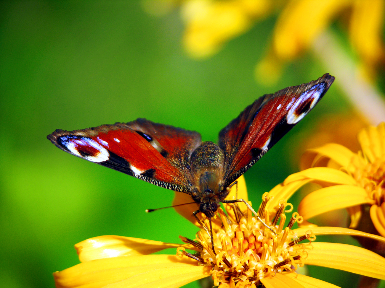 Fotografia motyla na kwiatku autorstwa Ani Wilanowskiej. 