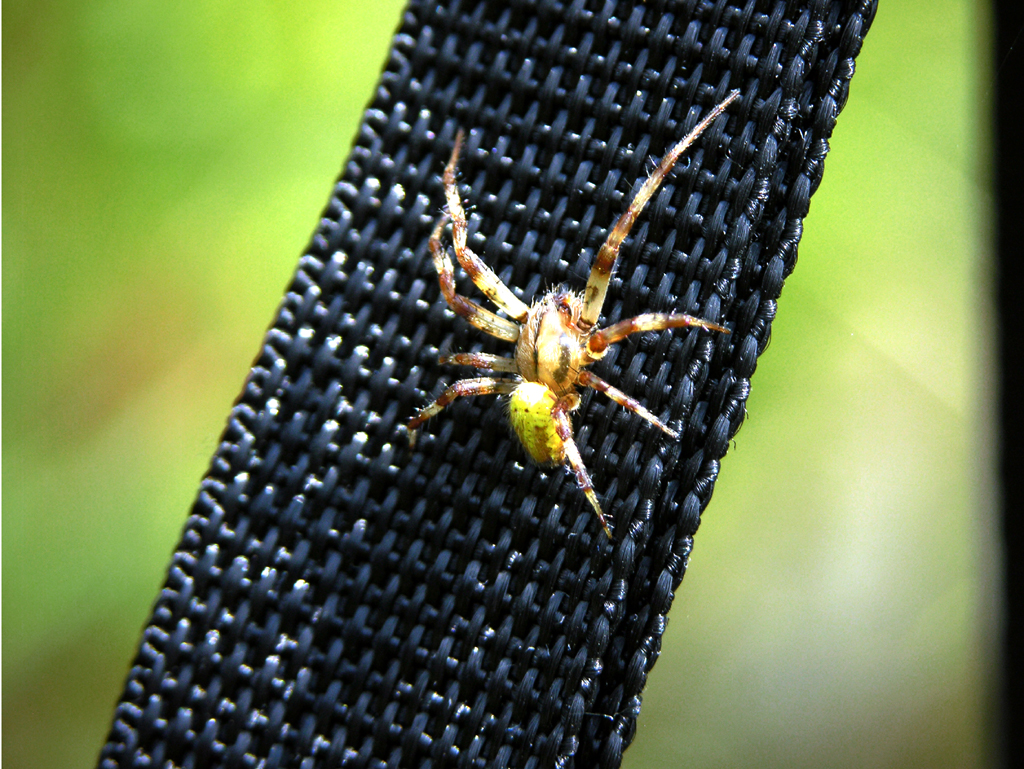 Fotografia pająka autorstwa Ani Wilanowskiej. 