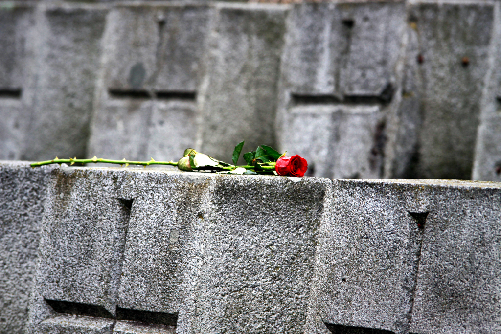 Fotografia róży na murku autorstwa Ani Wilanowskiej. 