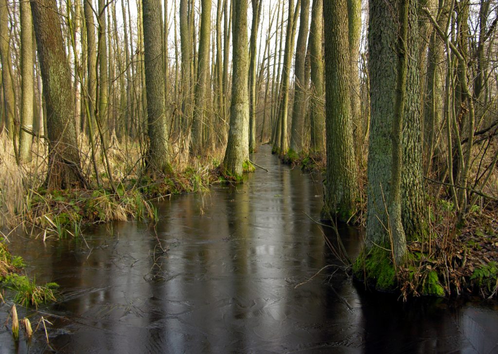 Fotografia rzeki w lesie wykonana w Puszczy Kampinoskiej autorstwa Ani Wilanowskiej.