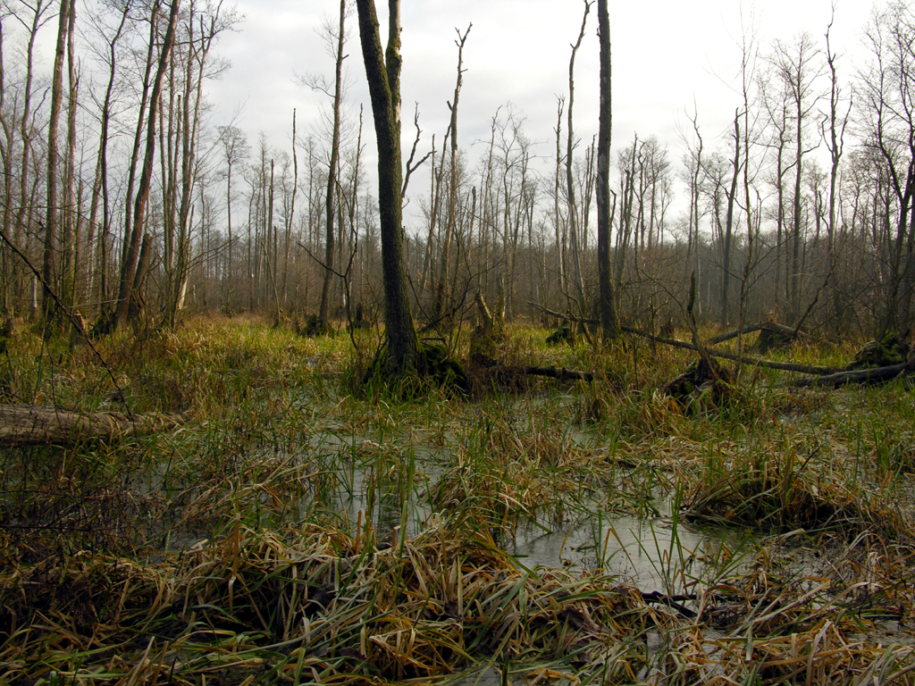 Fotografia lasu wykonana w Puszczy Kampinoskiej autorstwa Ani Wilanowskiej.