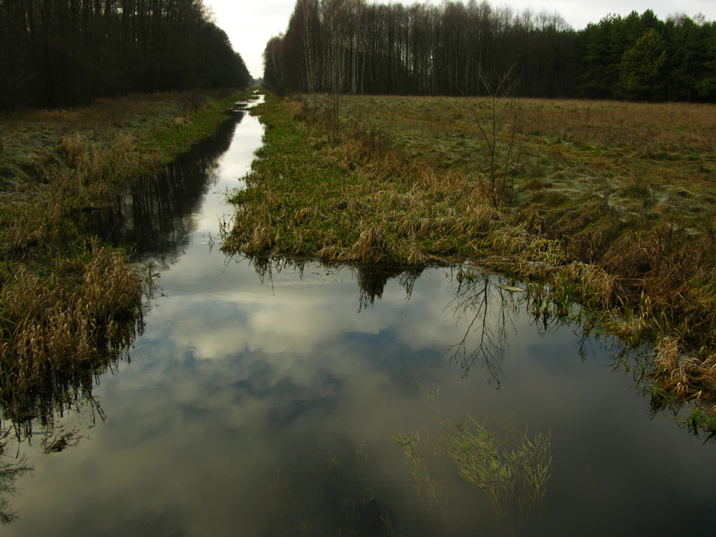 Fotografia rzeki w lesie wykonana w Puszczy Kampinoskiej autorstwa Ani Wilanowskiej.