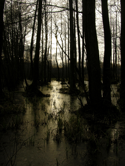 Fotografia rzeki w lesie wykonana o zachodzie słońca w Puszczy Kampinoskiej autorstwa Ani Wilanowskiej.