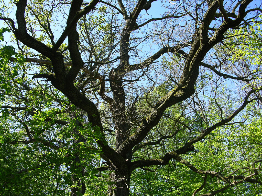 Fotografia drzewa wykonana w Puszczy Kampinoskiej autorstwa Ani Wilanowskiej.