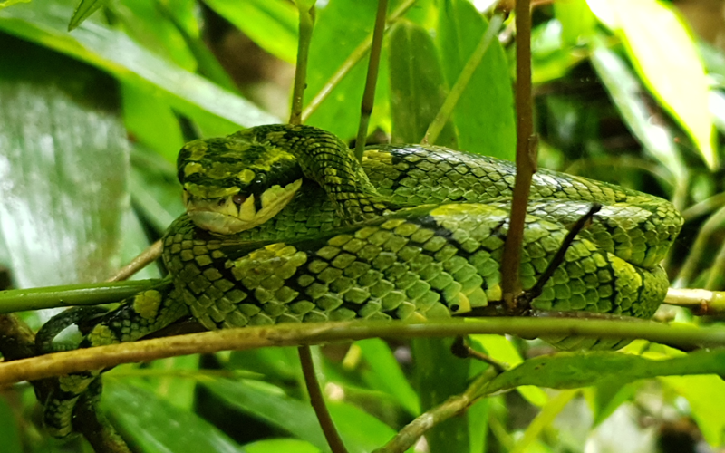 Fotografia węża w lesie deszczowym na Sri Lance