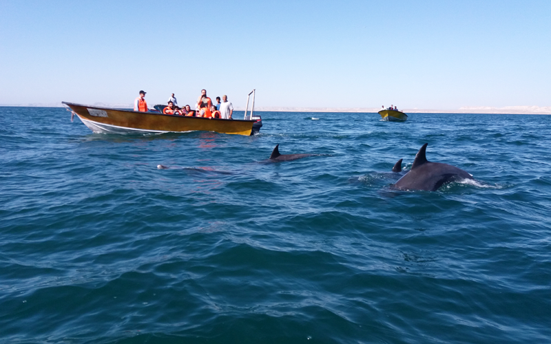 Fotografia stada delfinów na wolności w Iranie