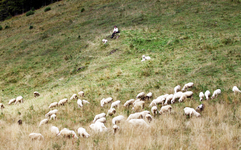 Fotografia stada owiec w Zakopanem