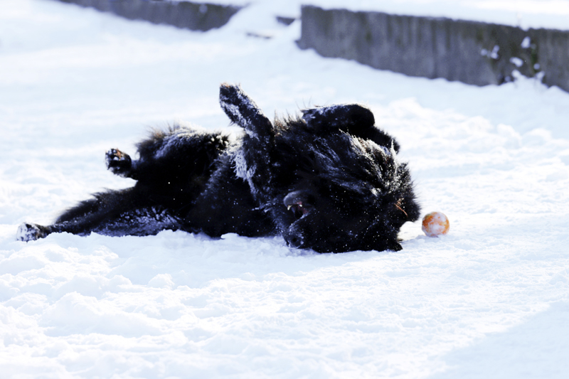 Fotografia psa bawiącego się piłką na śniegu, zrobiona obok Mostu Gdańskiego w Warszawie, autorstwa Ani Wilanowskiej