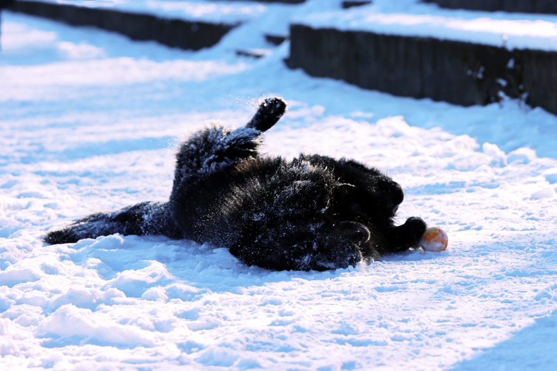 Fotografia psa bawiącego się piłką na śniegu, zrobiona obok Mostu Gdańskiego w Warszawie, autorstwa Ani Wilanowskiej