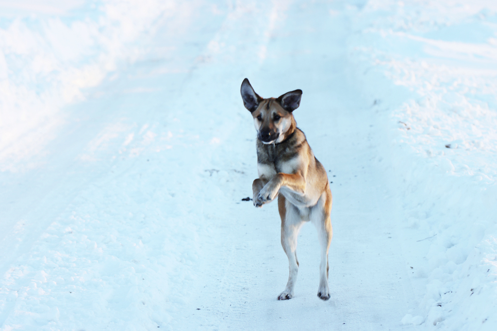 Fotografia młodego psa zrobiona na sniegu w Borach Tucholskich, autorstwa Ani Wilanowskiej